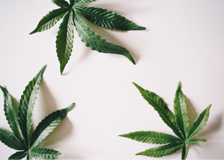 piante-cannabis