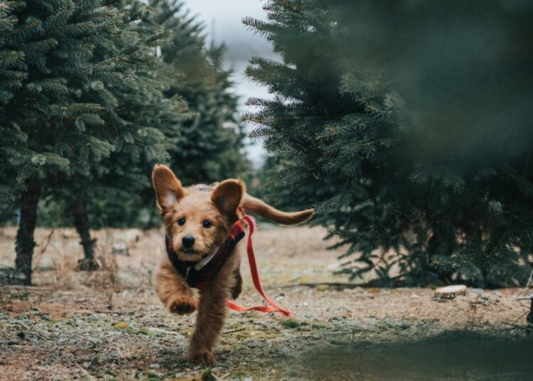 agility-dog